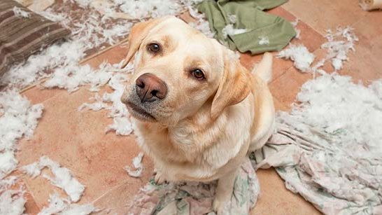ansiedad-por-separacion-en-perros