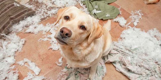 ansiedad-por-separacion-en-perros