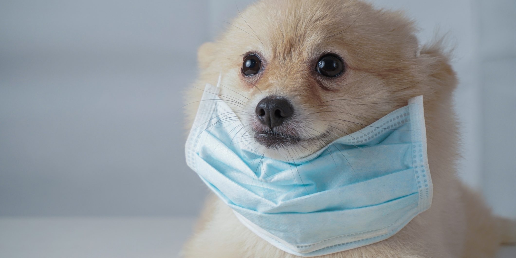 Small dog breeds or Pomeranian with brown hairs crouch or lying down on the white table with white background and wearing mask for protect a pollution PM2.5 or COVID-19 disease
