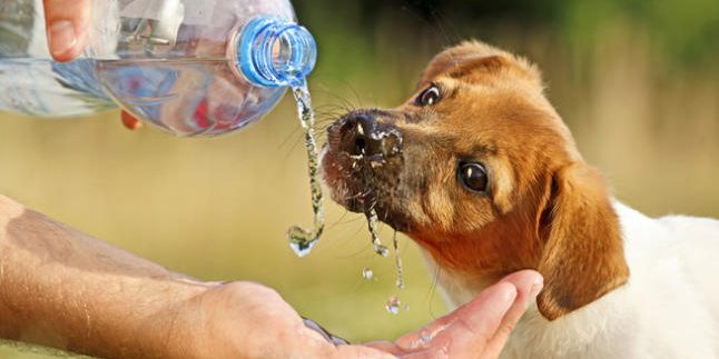 golpe-calor-mascotas-1