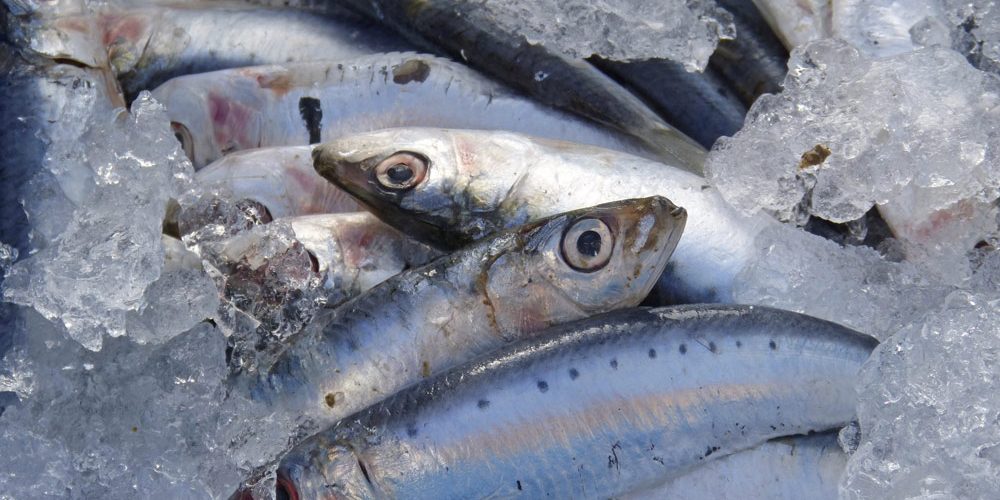 sardinas