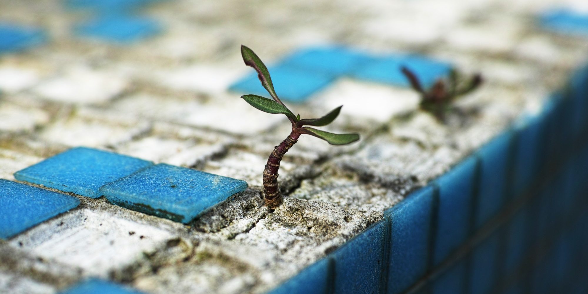 Resiliencia-contra-el-coronavirus