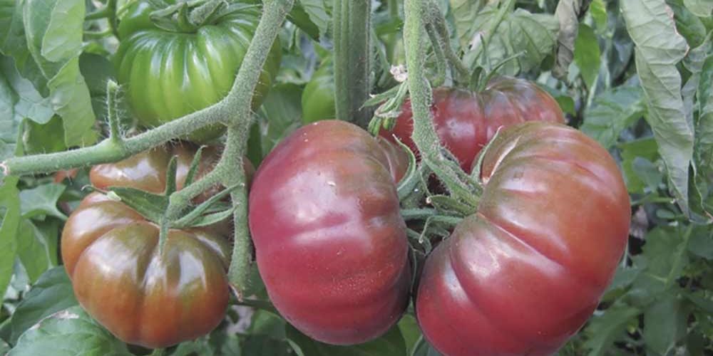 tomate-en-planta-rosa