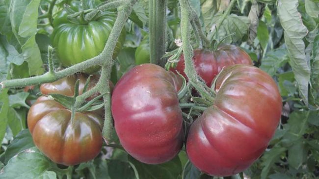 tomate-en-planta-rosa