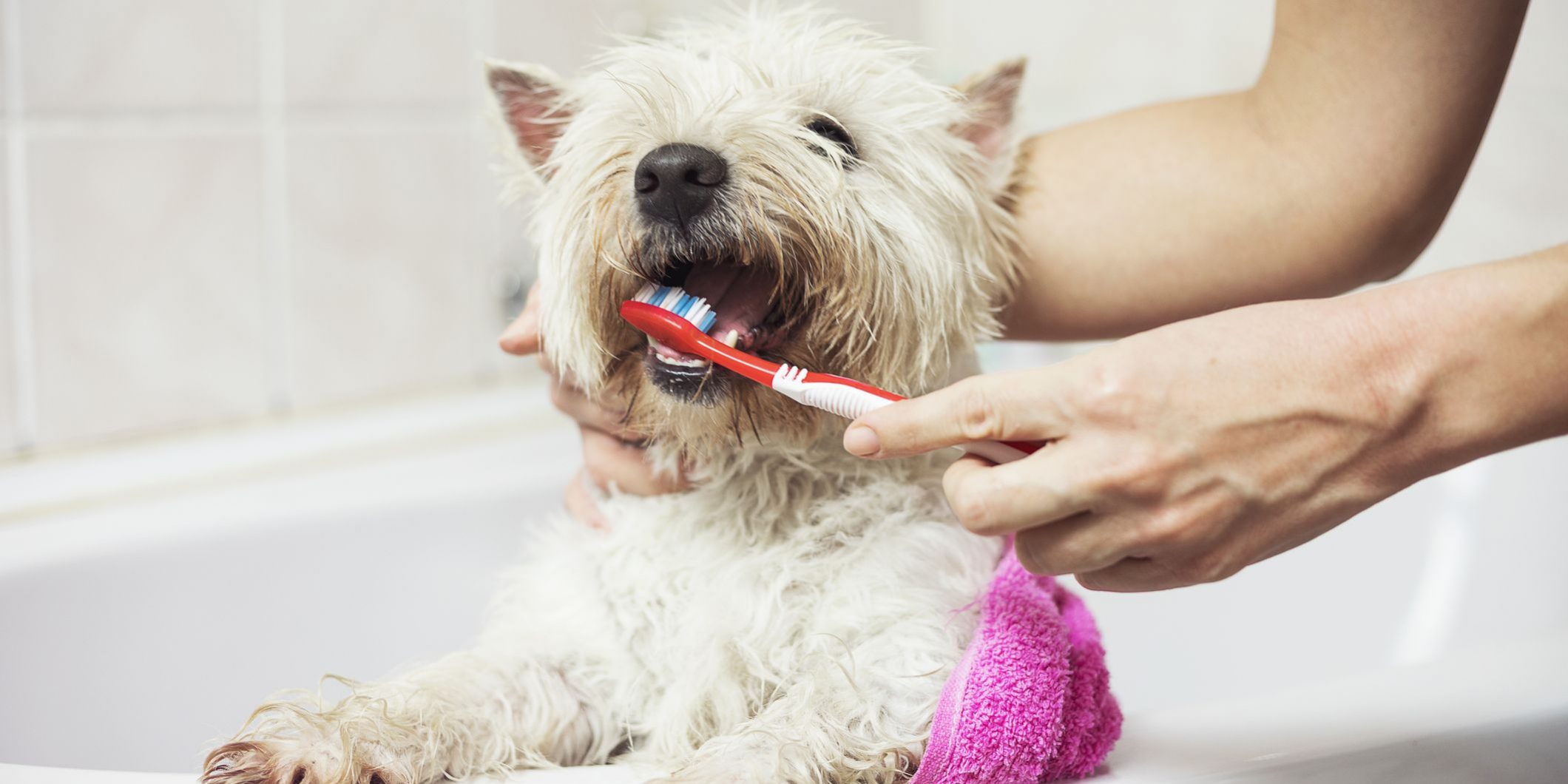 cepillado-de-dientes-perrito