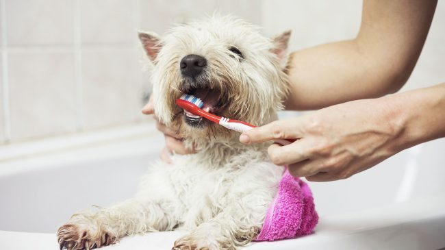 cepillado-de-dientes-perrito