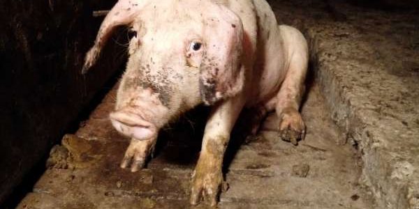 6aab9b4110087579da9fdcbbdc8c297af4a91ed5-granjahorrores4600w