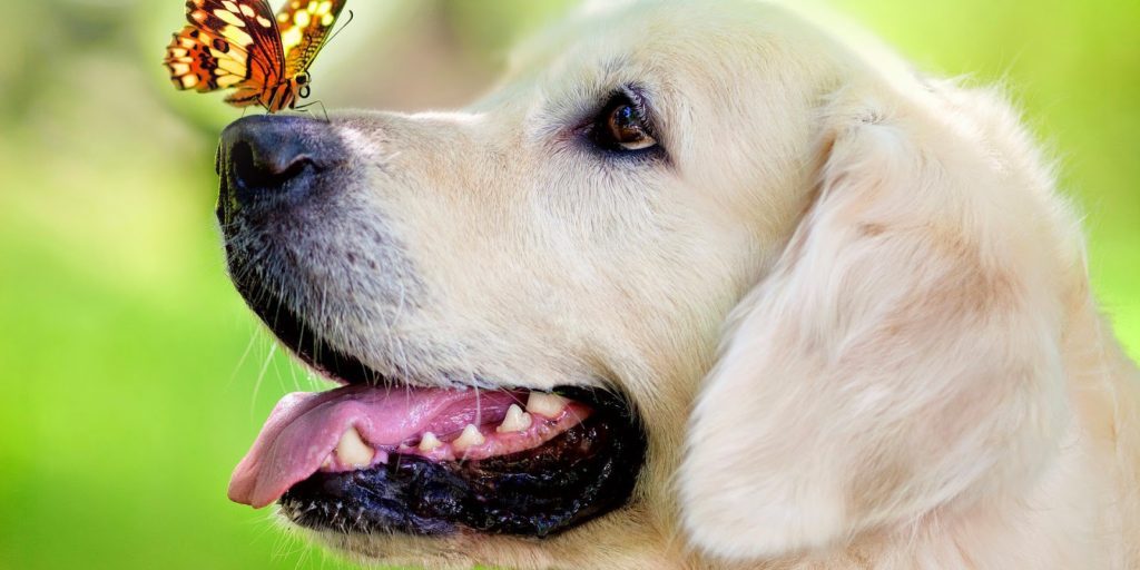 perro-y-primavera-1024×640