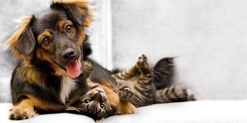 eliminar-garrapatas-1-t