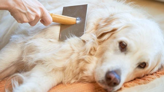 por-qué-se-le-cae-el-pelo-a-mi-perro