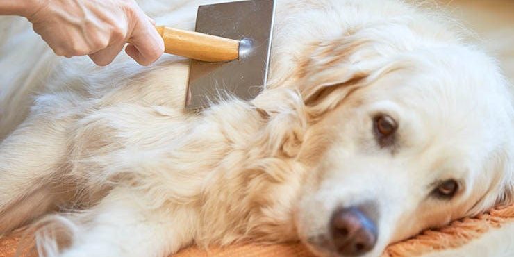 por-qué-se-le-cae-el-pelo-a-mi-perro