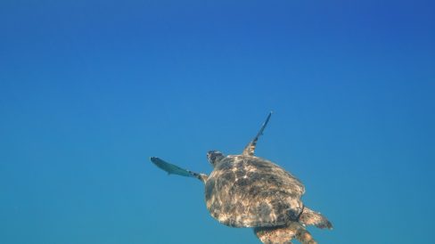 Tortuga- Mirada Delfin viajero foto de raimond-klavins