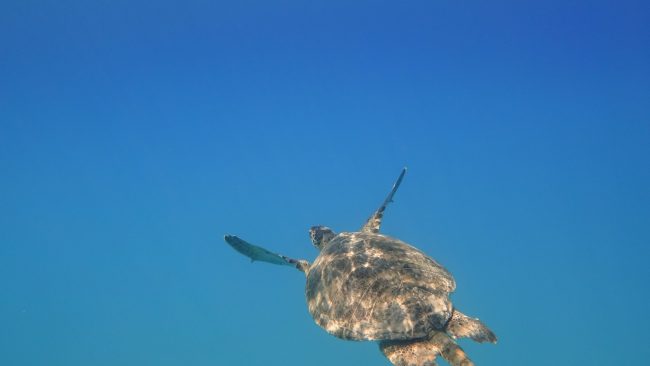 raimond-klavins-Iw7AsNdriik-unsplash Tortuga- Mirada Delfin viajero foto de raimond-klavins