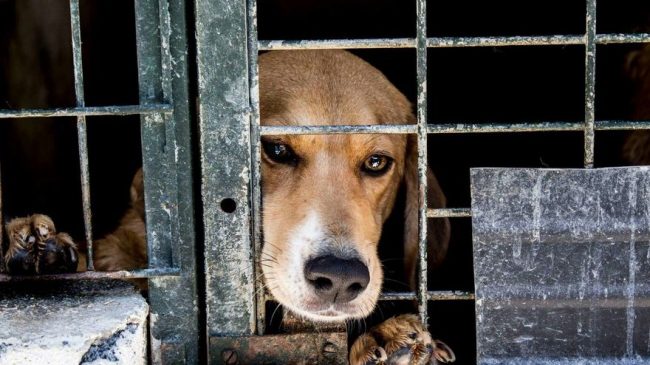 Borrador de Ley de protección animal en España
