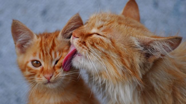 calicivirus felino Calicivirus felino en Días de Radio