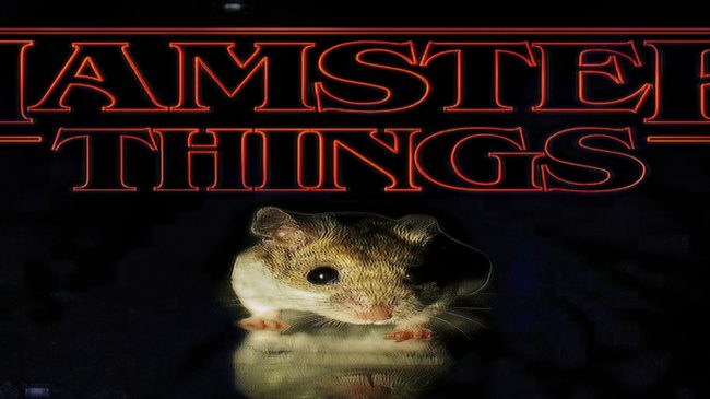 Prueba animal - Mascotas