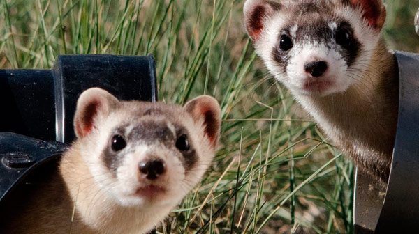 huron-como-mascota-blog Exótico Hurón en Días de Radio