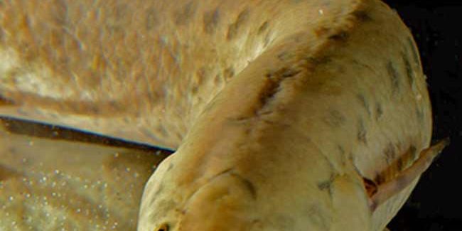 Pez pulmonado con Nova Ciencia