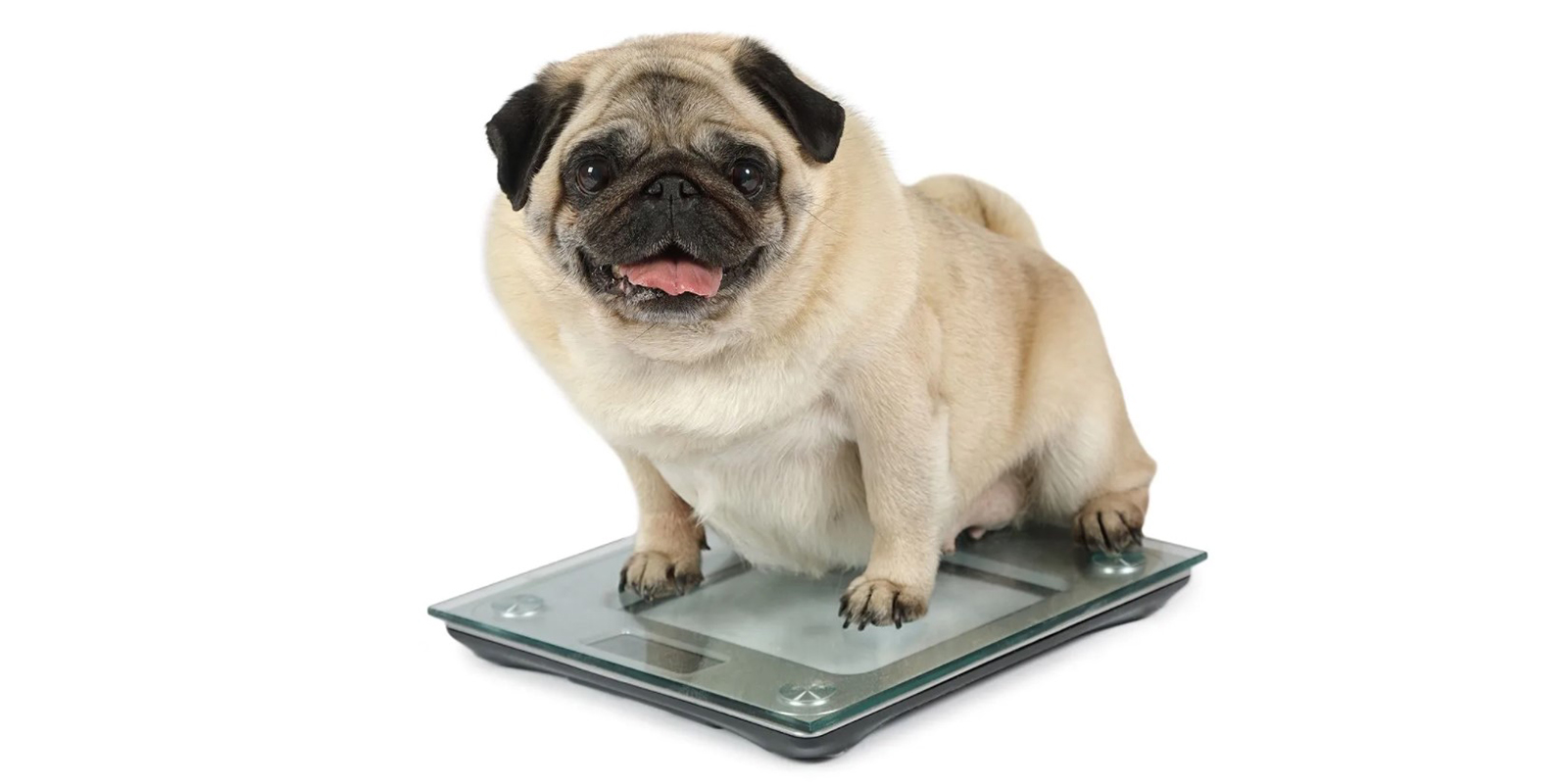 bigstock-fat-pug-dog-weighting-on-floor-240160879 Sobrepeso mascotas