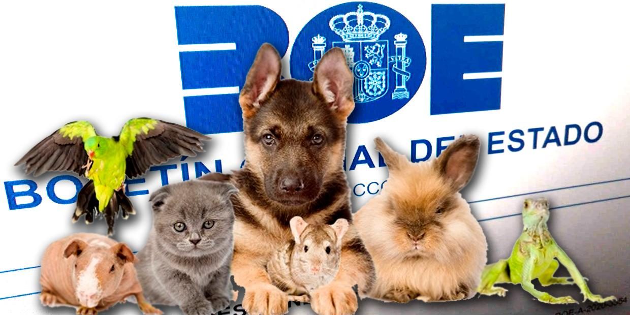 eca-boe-y-mascotas 20760851 20220103110951 Sensibilidad legal y animal.