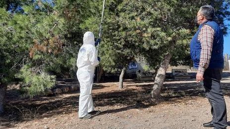 Contra procesionaria en Huércal.