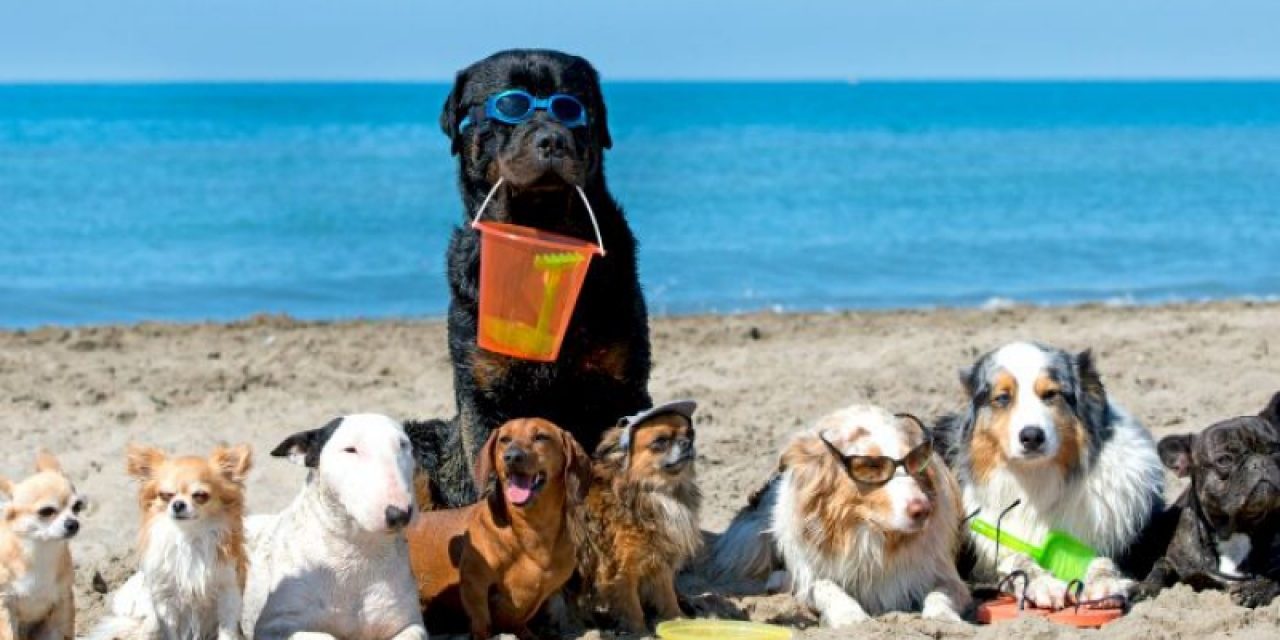 vacaciones-coon-perros-playa-malagabeaches-1280×720