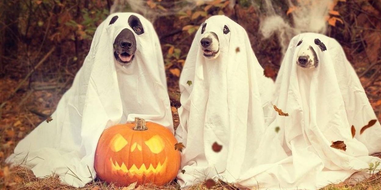 halloween2-k54C–1248×698@abc
