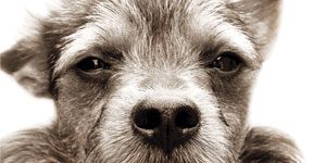 8287 la-flor-del-rayo 300