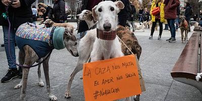 unidas-podemos-reincorporar-perros-caza-ley-bienestar-animal 2422594
