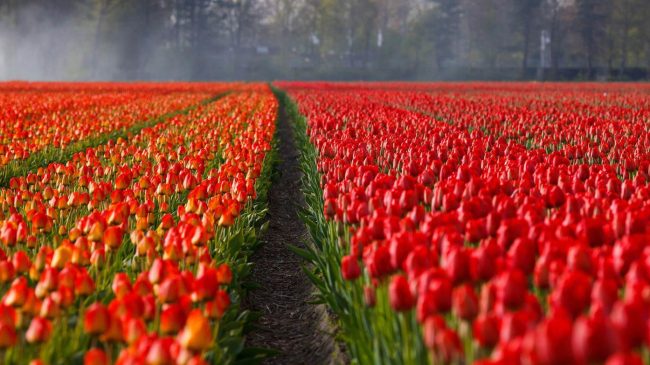 10423741486990208438