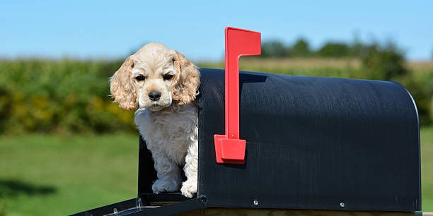 puppy in a mailbox – american cocker spaniel puppy – 8 weeks old