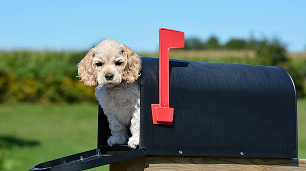 puppy in a mailbox – american cocker spaniel puppy – 8 weeks old
