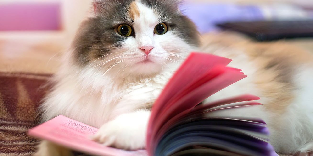 libros-cueentos-gatos