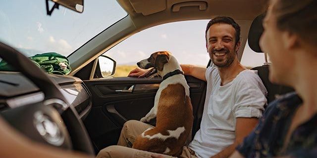 planes-perros-verano-3-viajar-coche-XxXx80