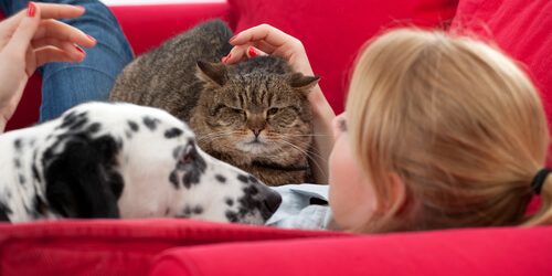 La-vuelta-al-cole-de-las-mascotas