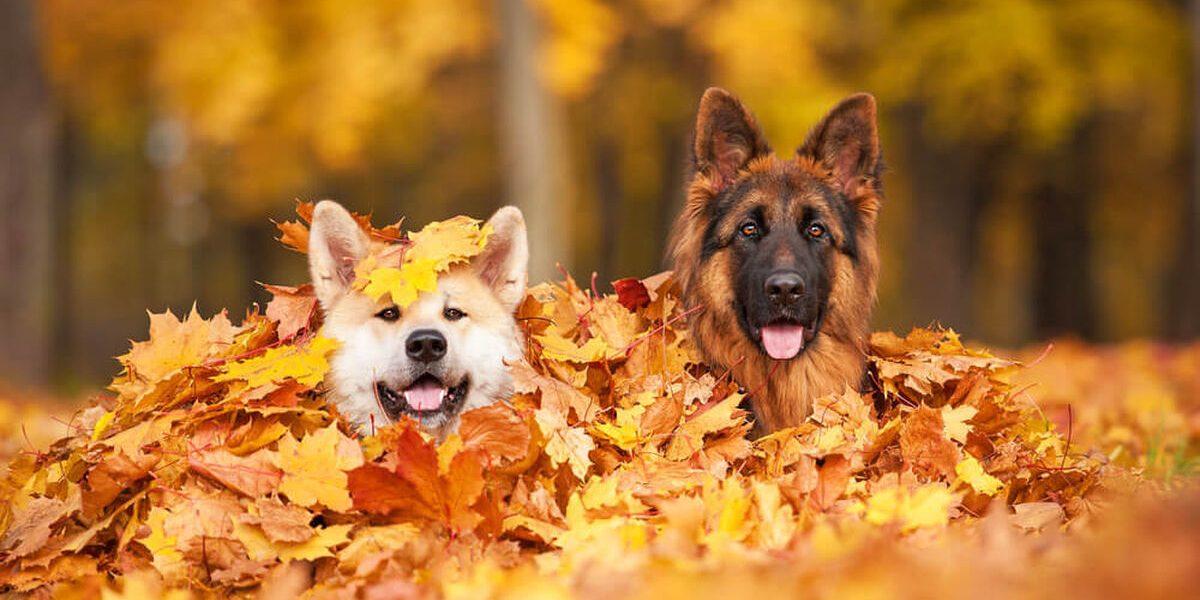 afecta-mascota-llegada-otono 1614749167 144505687 1200x675