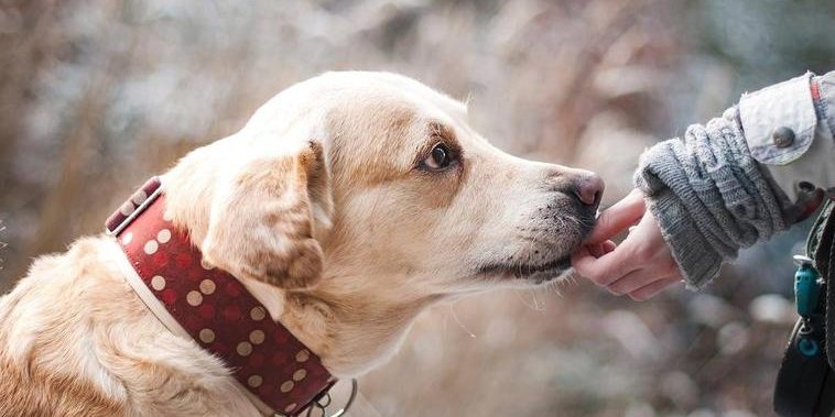 perretes-k0d-U210140864815dyC-758×531@El Norte