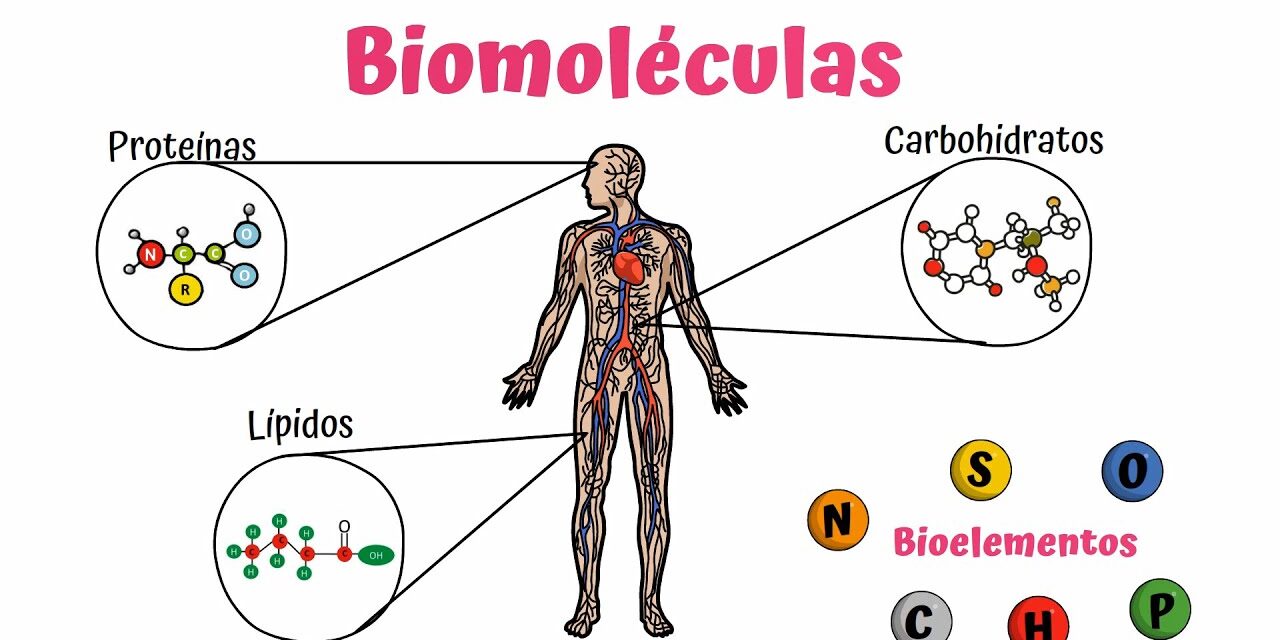 biomoleculas ciencia en el aljibe - biomoleculas
