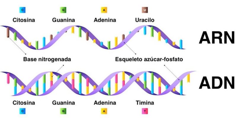 Ciencia Aljibe - Acidos nucleicos