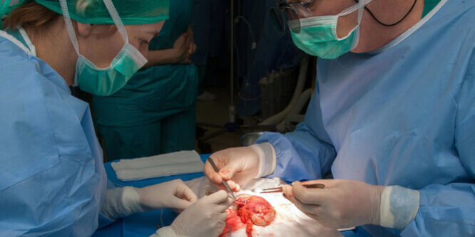 especialistas-preparacion-donacion-Virgen-Rocio 1846025616 196485952 667x375