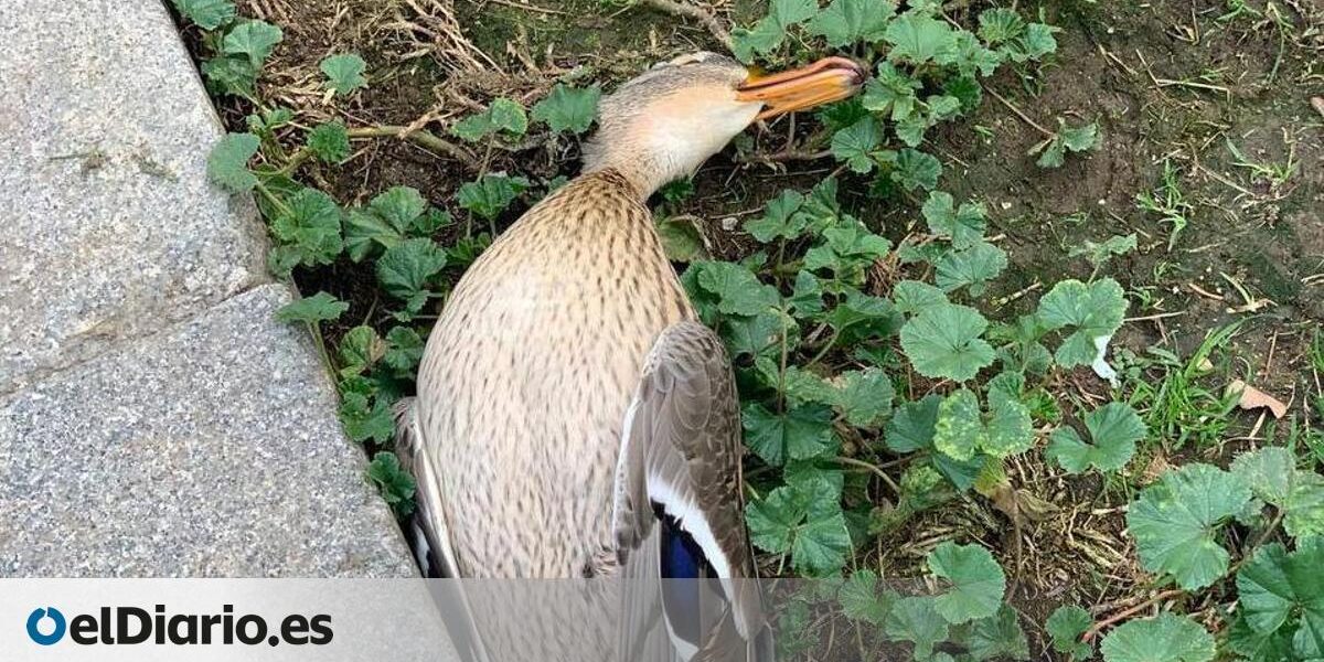 56bad07d-9ecb-4a24-a1b3-d41bfbfe399c facebook-watermarked-aspect-ratio default 1090088