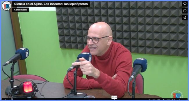 Ciencia en el Aljibe- Los insectos: los lepidópteros