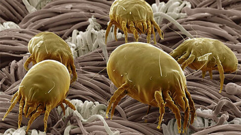 ciencia aljibe - acaros