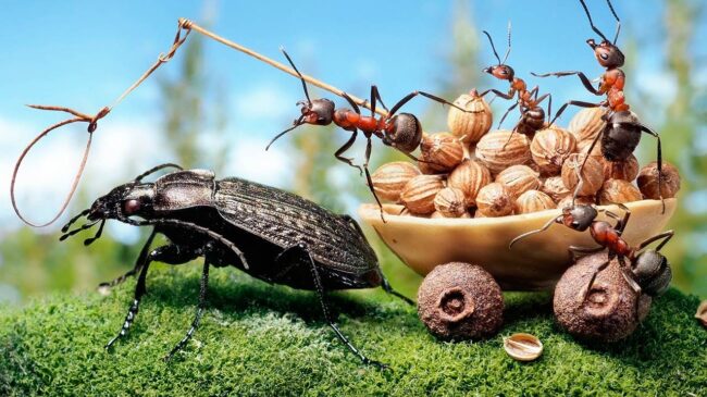 insectos sociales