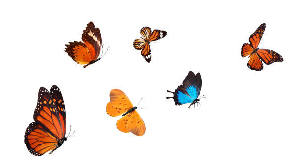 flock of tropical blue butterflies isolated on a white background