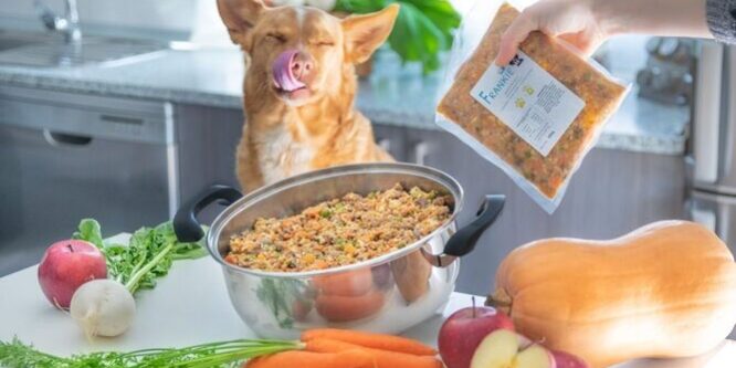 fenomeno-Cambiar-pienso-natural-cocinada 1639946483 149422010 667x375