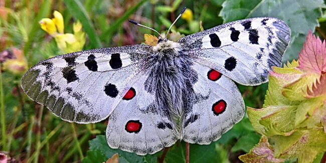 Parnassius apollo 150723