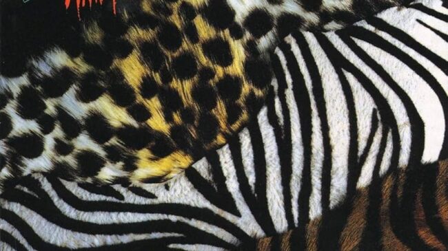 animalize kiss