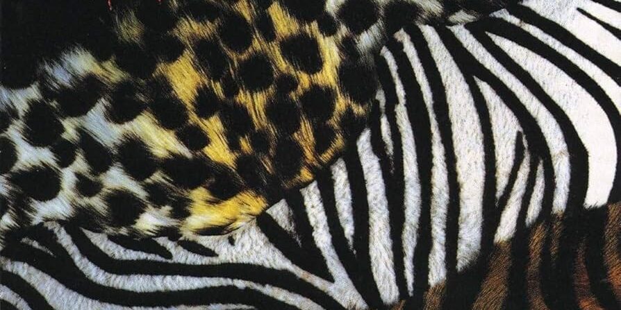 animalize kiss